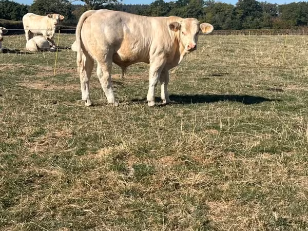 Vaca, Charolais cattle
