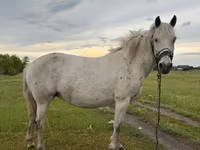 Kuda betina, Horses — foto 3