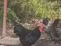 Australorp — ảnh 2
