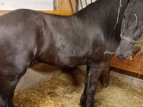اسب نر, Friesian
