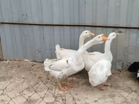 Geese — foto 4