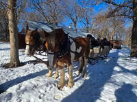 Koń, Pinto horses — zdjęcie 6