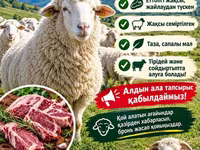 قوچ, Merino sheep — عکس 8