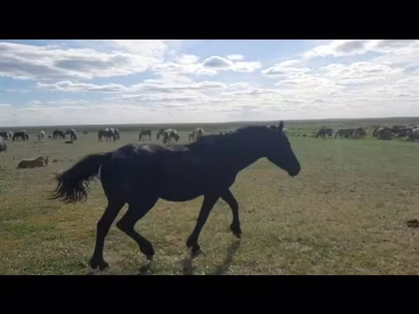 اسب نر, Kazakh horse