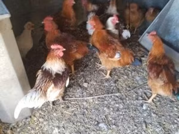 Chickens — Hungary