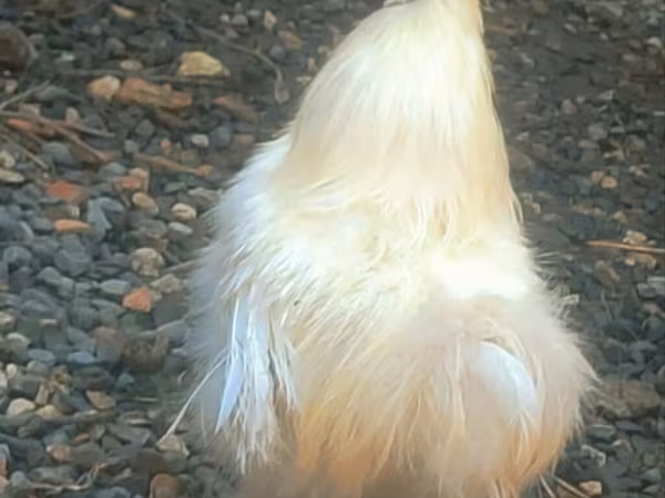 Silkie