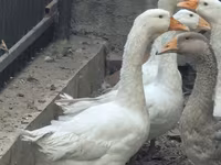 Geese — عکس 1