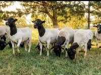 Bélier, Dorper sheep — photo 7