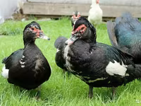 مسکوی خانگی — عکس 2
