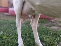 بز ماده, Saanen goat — عکس 2