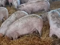 Schweine (Partie, Geschlecht nicht angegeben), Крупная белая — Foto 1