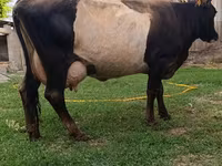 Lembu betina, Cattle — foto 6