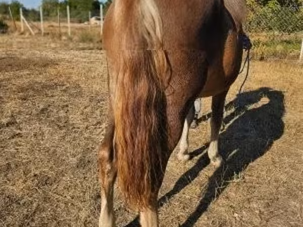 母马, Horses