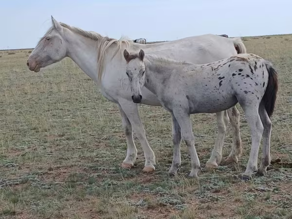 Klisna, Kazakh horse