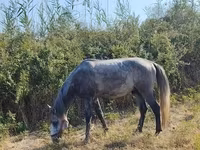 Kůň, Koně — foto 1