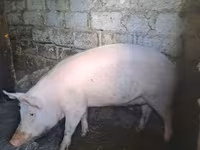 Doofaar dhaddig, Pigs — sawirka 2