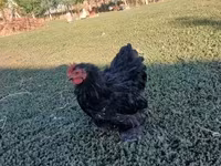 Chickens — عکس 1