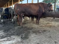 Toro, Ganado vacuno — foto 1