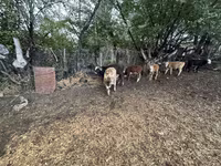 Bulle, Swiss cattle — Foto 5