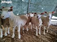 Koyun, Ile-de-France sheep — foto 4