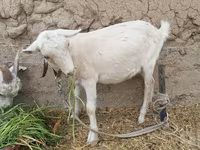 بز ماده, بز — عکس 2