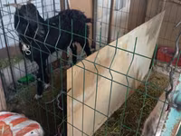 Capra, Alpine goat — foto 5