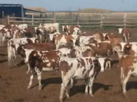 Сиыр, Swiss cattle — 1-сурет