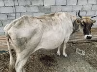 Krowa, Bydło — zdjęcie 3
