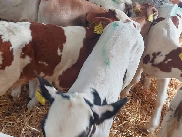 โคเนื้อ (เป็นล็อต, ไม่ระบุเพศ), Simmental cattle