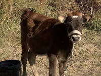 Vaca, Russian Black pied cattle — foto 4