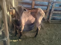 แพะตัวเมีย, Alpine goat — รูปภาพ 3