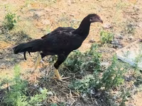 Chickens — foto 5