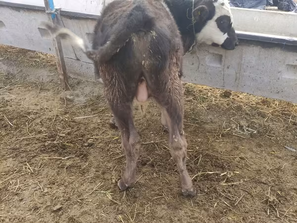 Toro, Simmental cattle