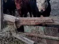 Bik, Swiss cattle — fotografija 3