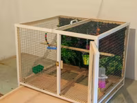 Papuqay,dovşan,hamster,şinşila,bildirçin,cücə,xamyak,pişik,quş,tısbağa — عکس 3