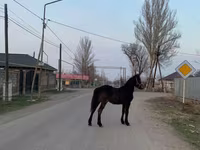 Cavallo, Friesian — foto 1