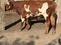Bik, Swiss cattle — fotografija 3