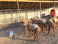 母羊, Sheep — 照片 2
