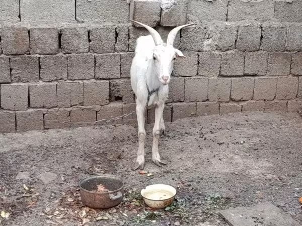 Billy Goat, Goats