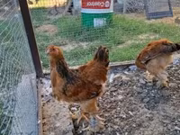 Brahma — foto 6