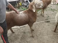 Montone, Arashan sheep — foto 8