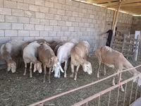 Kambing betina, Hissar sheep — foto 1