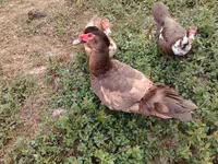 Ducks — 사진 2