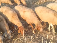 Sheep, Sheep — photo 2