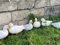 Ducks — 사진 1