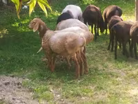 Ovce (šarže, pohlaví neuvedeno), Arashan sheep — foto 4