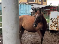 Klisna, Thoroughbred horse — foto 1