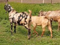 Ziegenbock, Nubian Goat — Foto 2