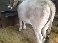 گاو ماده, Swiss cattle — عکس 1