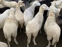 Sheep, Sheep — photo 1
